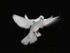 dove1.jpg