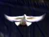 dove2.jpg